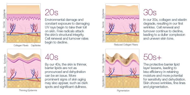 skin aging diagram